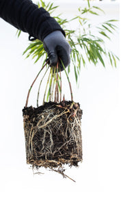 Fargesia rufa - Detailansicht